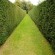 Hedge