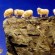 sheep_off_cliff