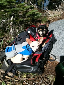 Pet policy, pet friendly hotels