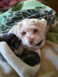 Pet hotels, pet policy