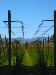 Vineyard, Vineyard New Zealand, New Zealand, New Zealand WWOOF