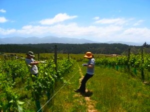 WWOOF, Travel for free, voluntourism, New Zealand