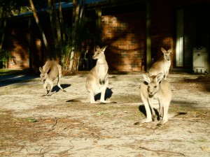 Australia, Study Abroad