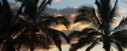 Palm_Tree_Sunset_1_big_mn