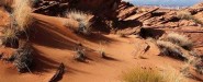Desertscape