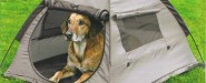 Dog in Tent