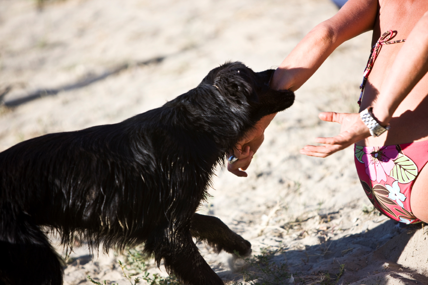 Will My Homeowners Insurance Cover Dog Bites? - NerdWallet