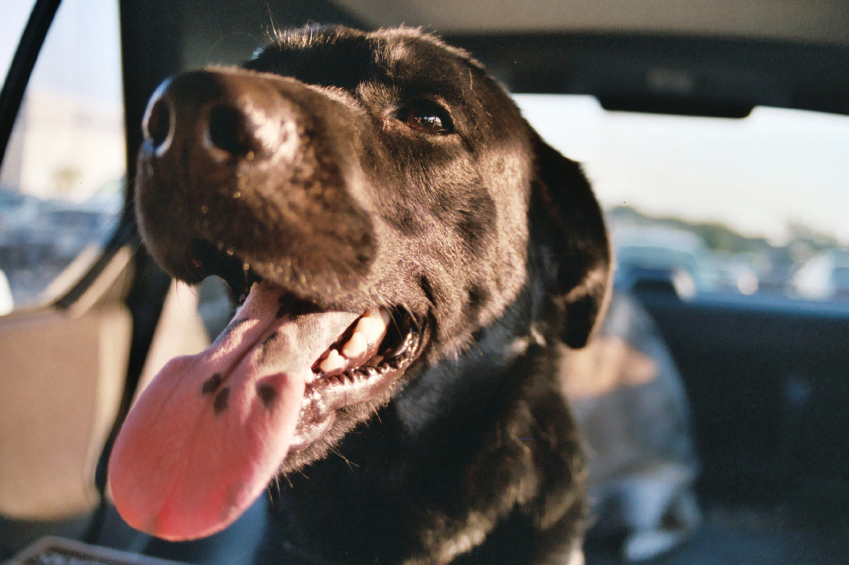 Covering Fido: Quotes for Pet Car Insurance - NerdWallet