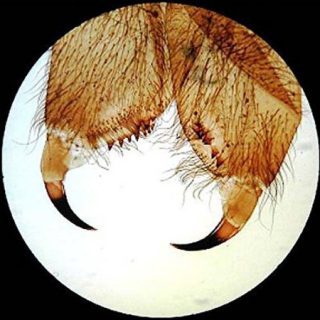 microscope-set