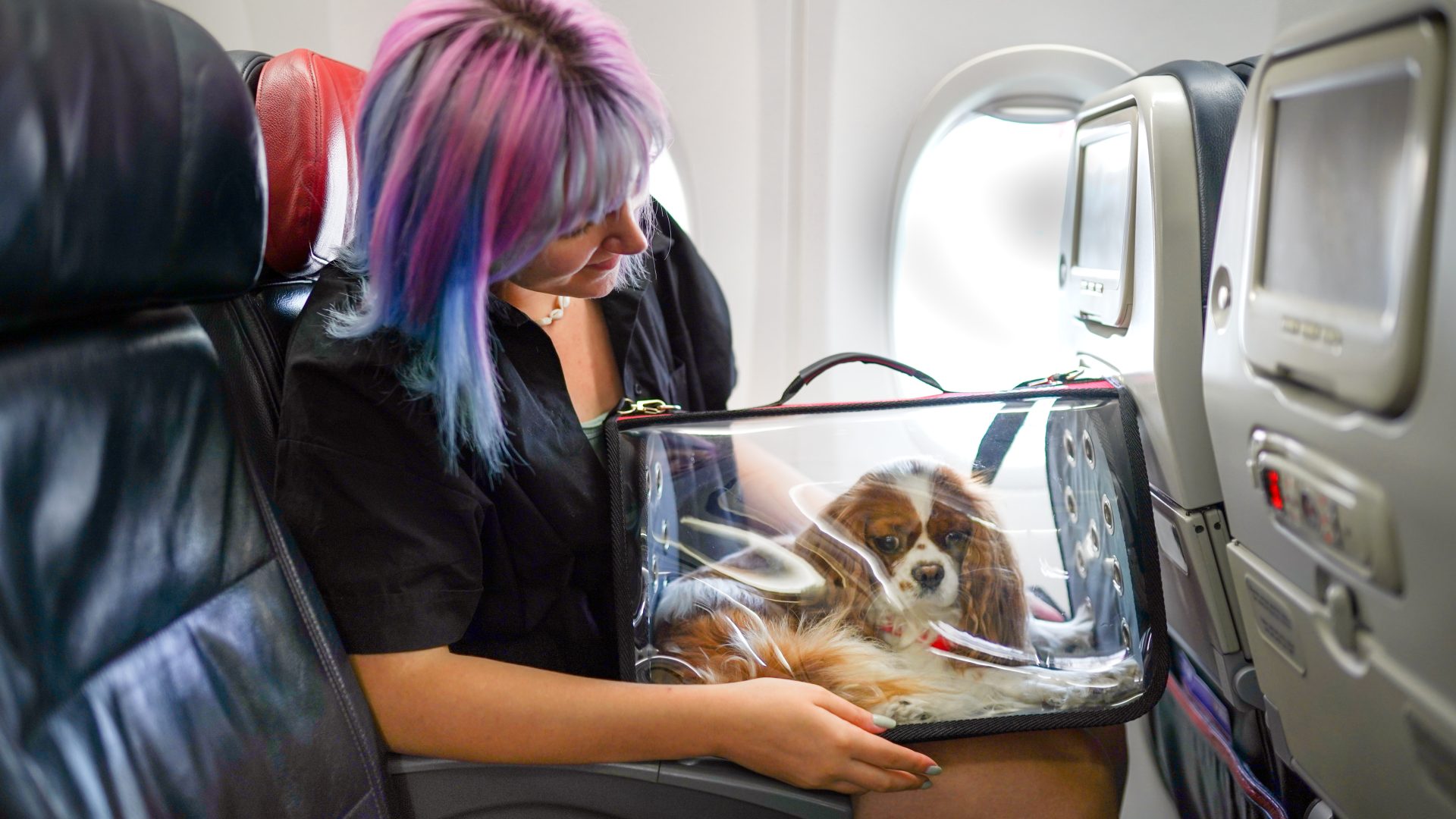can you travel with 2 dogs on a plane