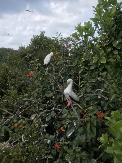 Bird sanctuary at Half Moon Caye Natural Monument