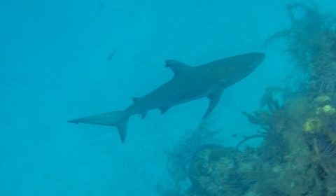 Reef Shark near the Blue Hole