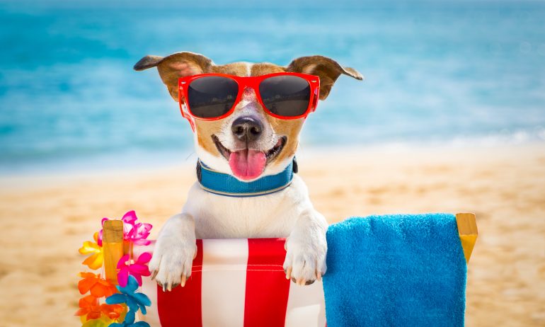 5 Ways to Save Energy During the Dog Days of Summer