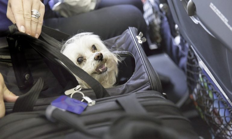 Dog traveling on an airplane