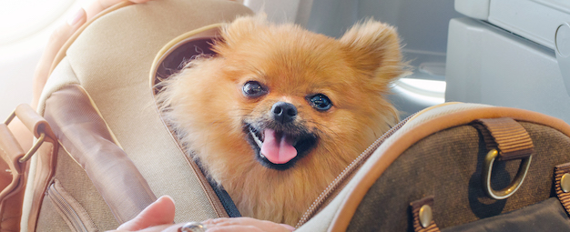 cost of dog travel by air
