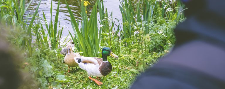 5 Things To Know About The Ducks Unlimited Credit Card NerdWallet