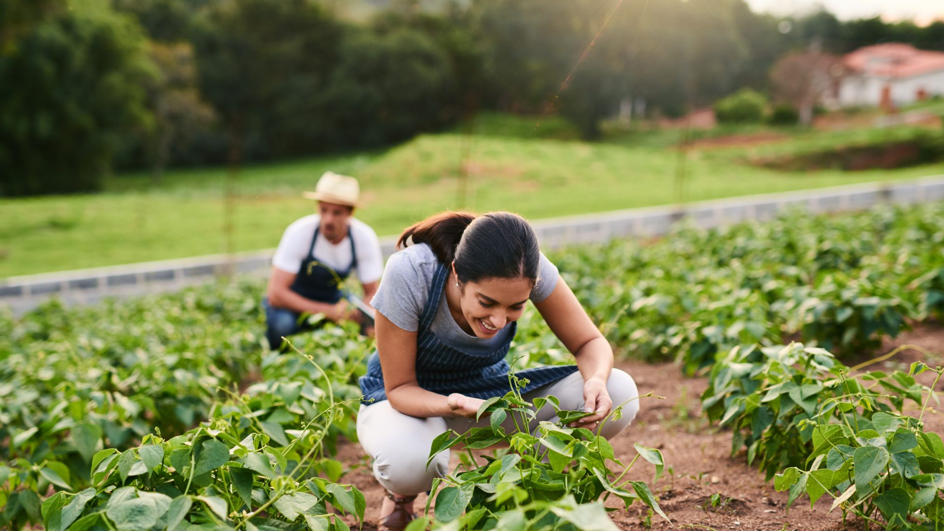 green life farms investors