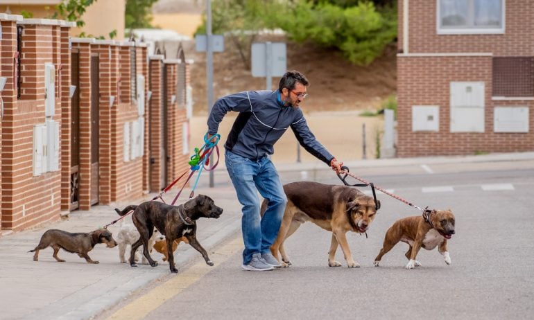 How to Start a Dog Walking Business in 5 Steps - NerdWallet