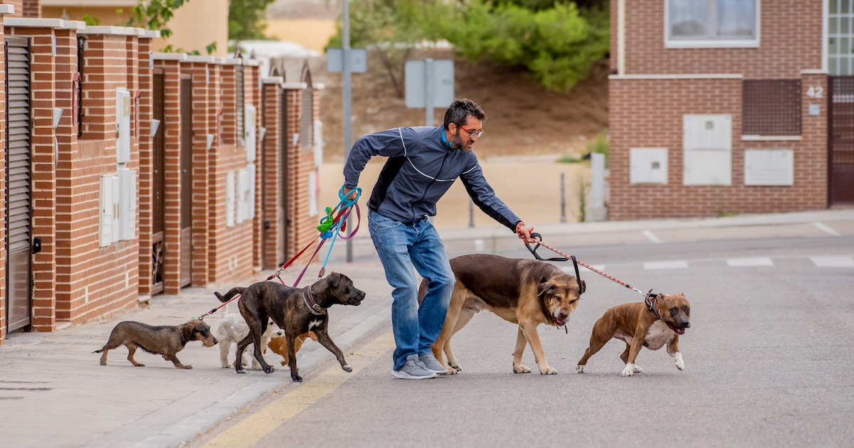 Insured Dog Walker Near Me