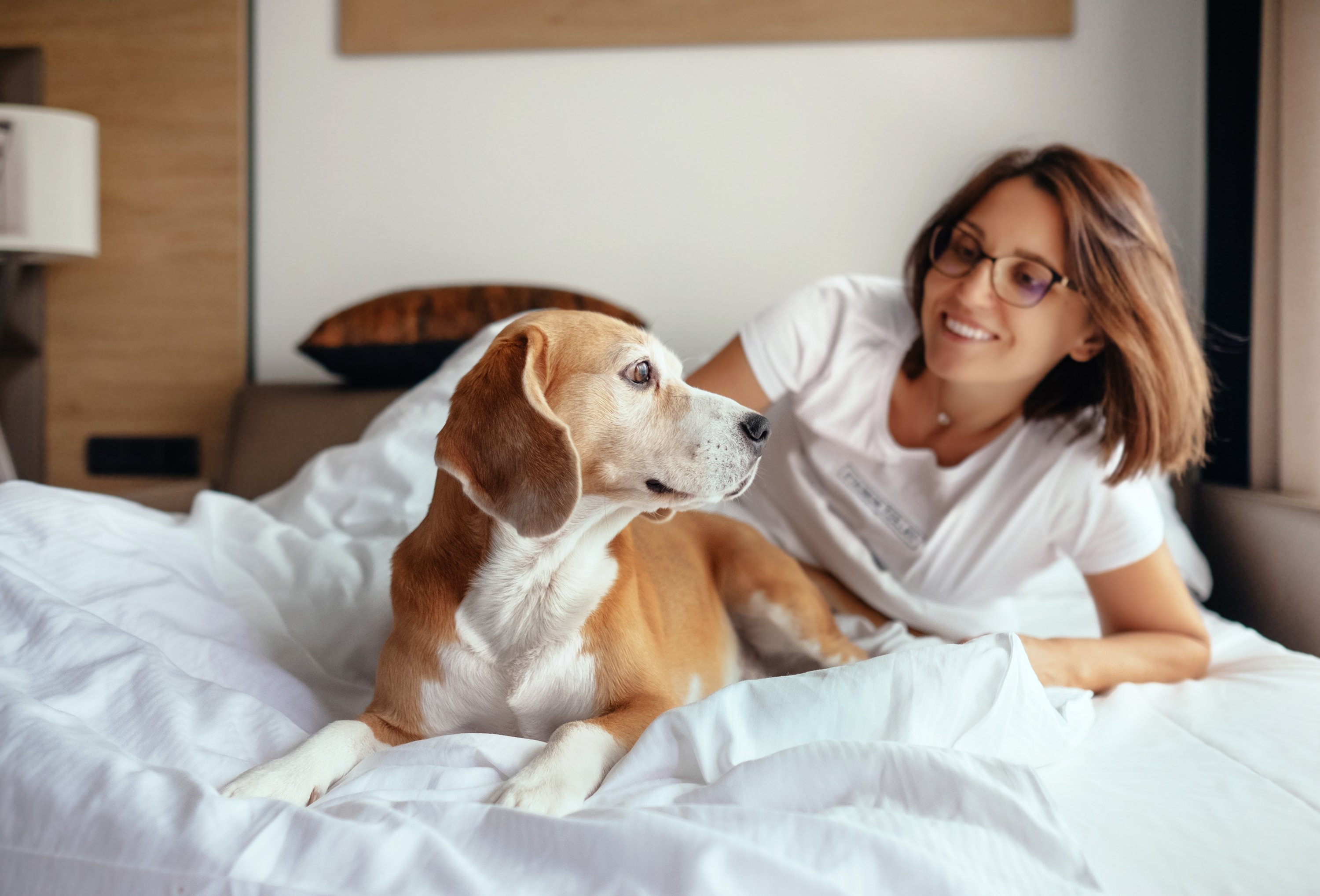 do hotels have to allow therapy dogs