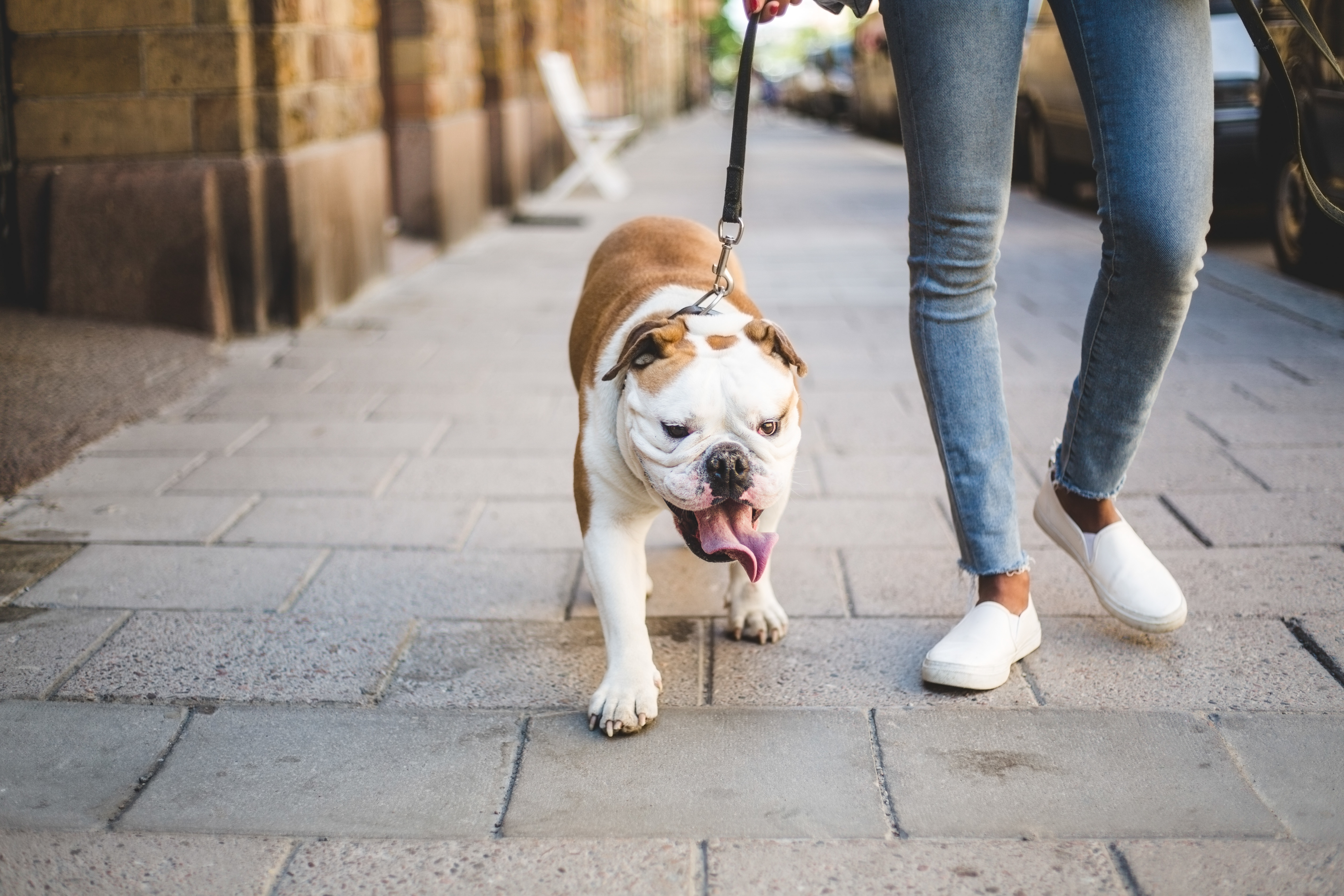 How to choose a dog walker you can trust