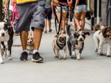 Dog's eye view of man walking several dogs on leashes
