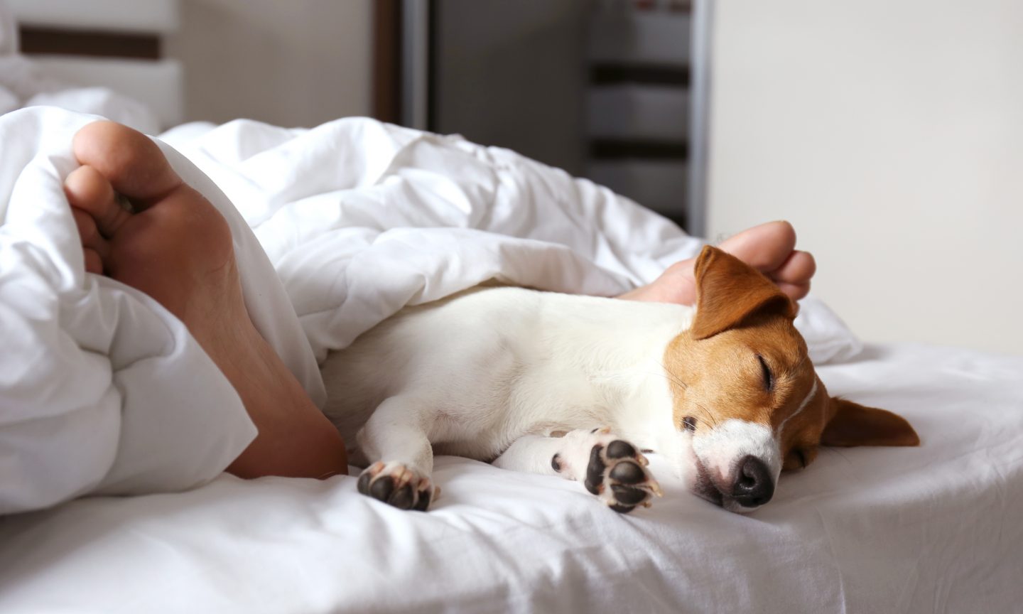 How Pet-Friendly Hotels Work