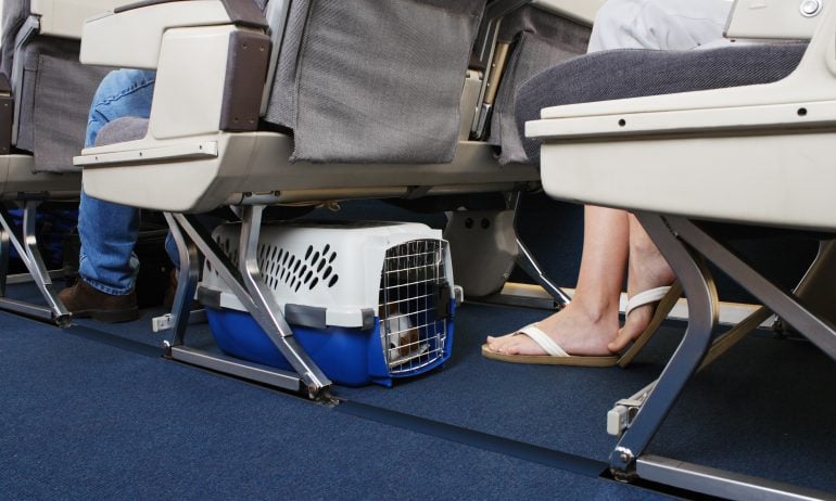 The Most Pet-Friendly Airlines of 2024 - NerdWallet