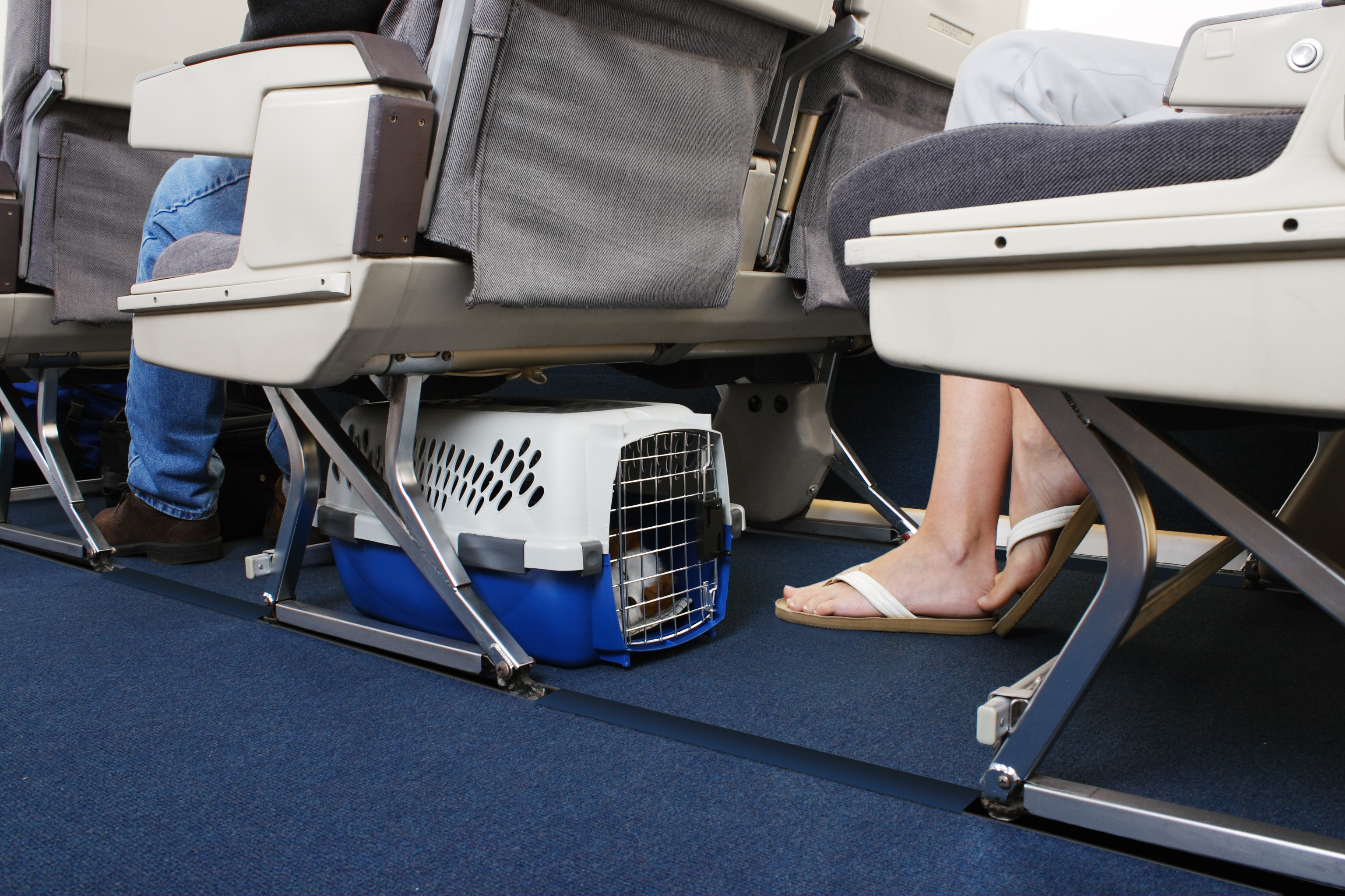 The Most Pet-Friendly Airlines of 2023 - NerdWallet