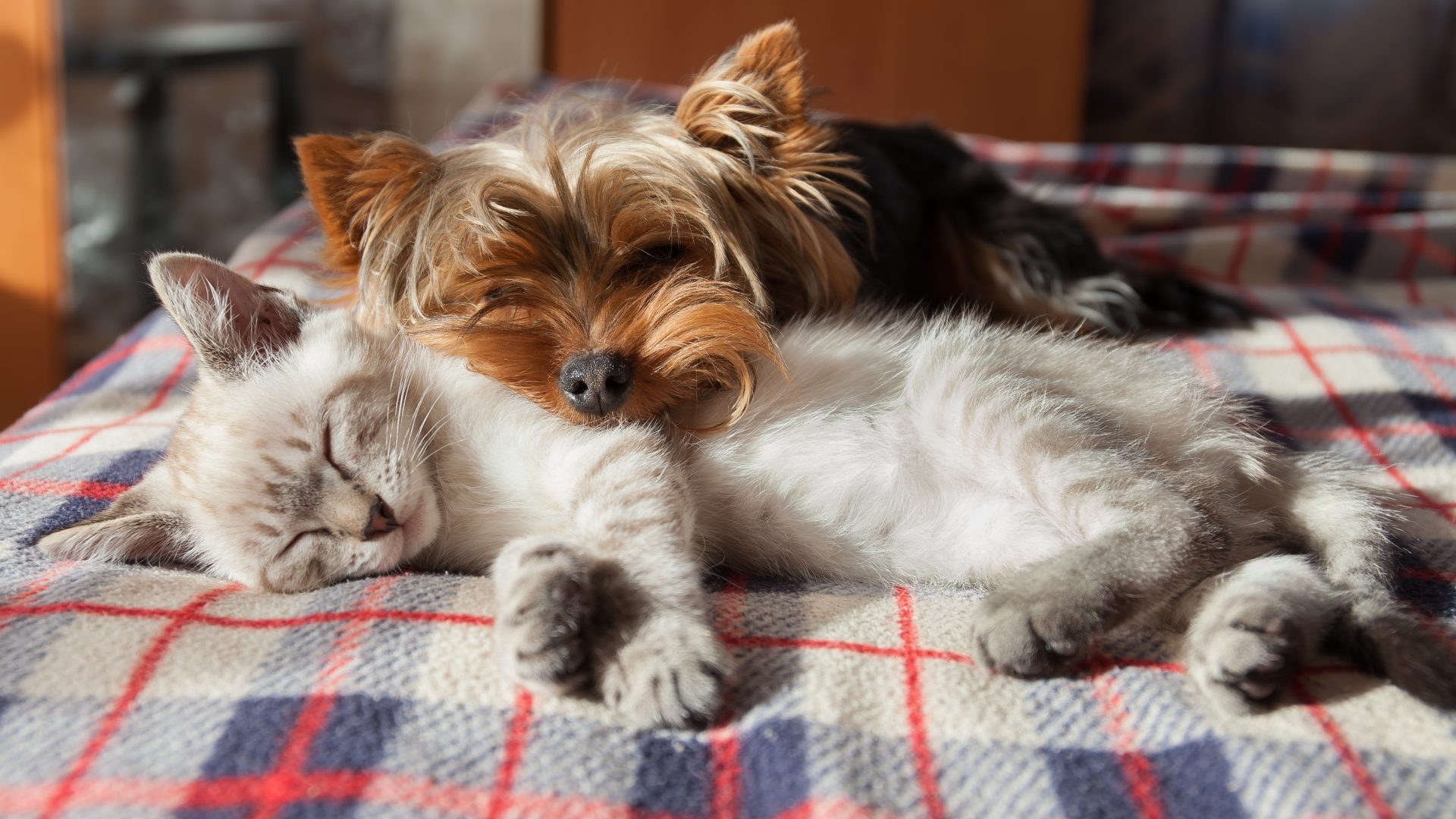 Best Hotels for Pets in 2023 - NerdWallet