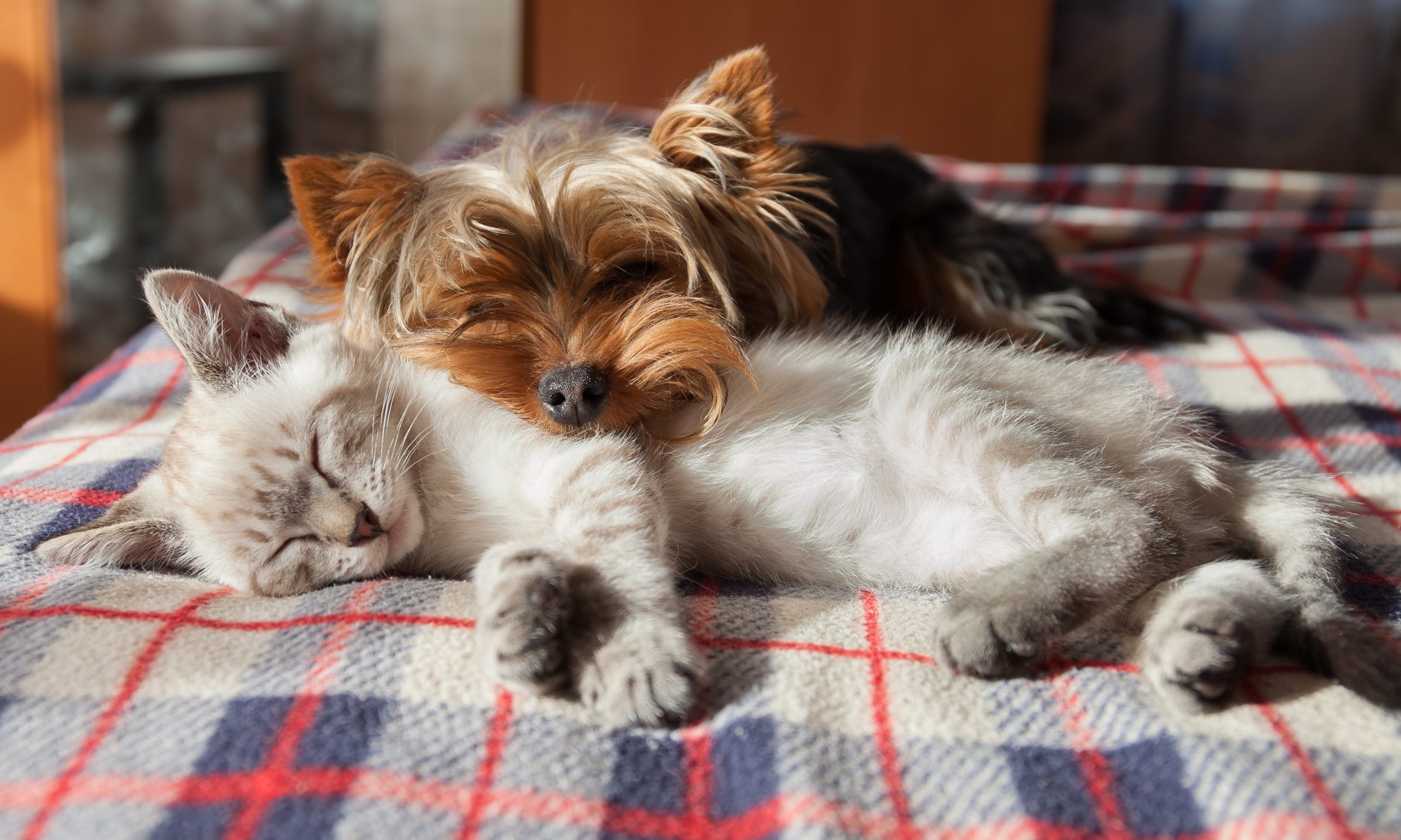 Cat or Dog for the Family Pet? - The 3 Deciding Considerations