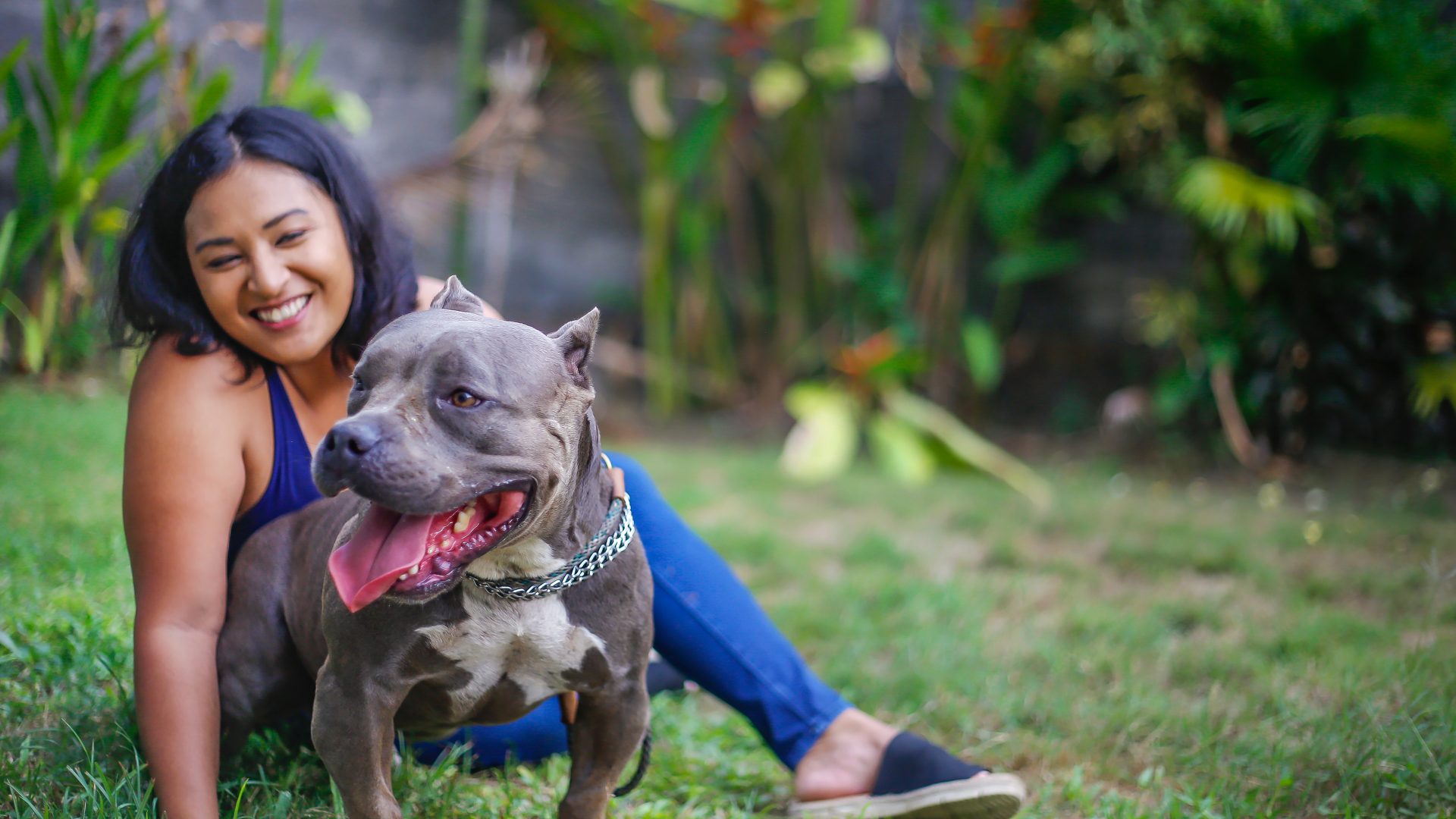 Home and Renters Insurance for Pit Bulls - NerdWallet