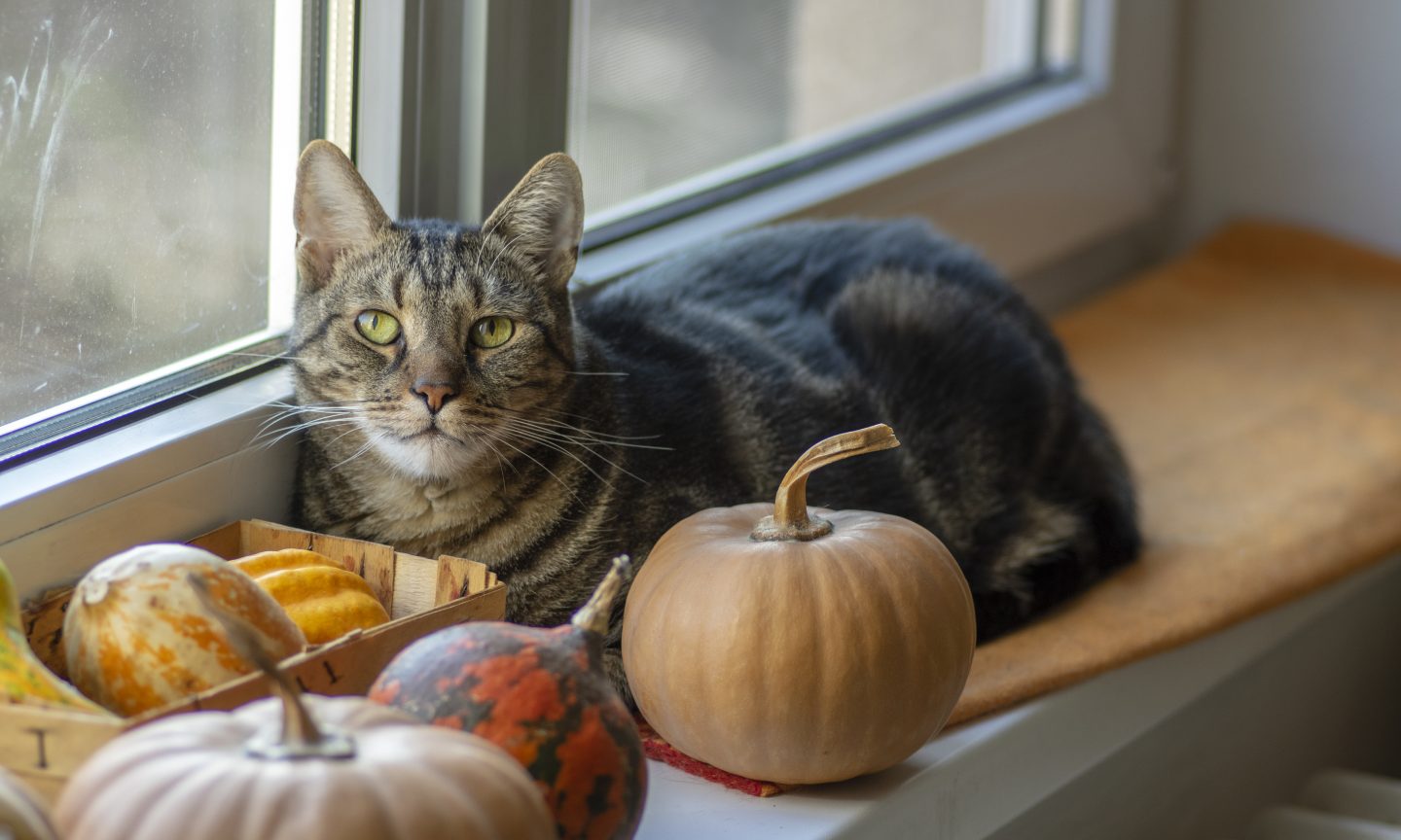 Pumpkin Pet Insurance Review 2024 Pros and Cons NerdWallet