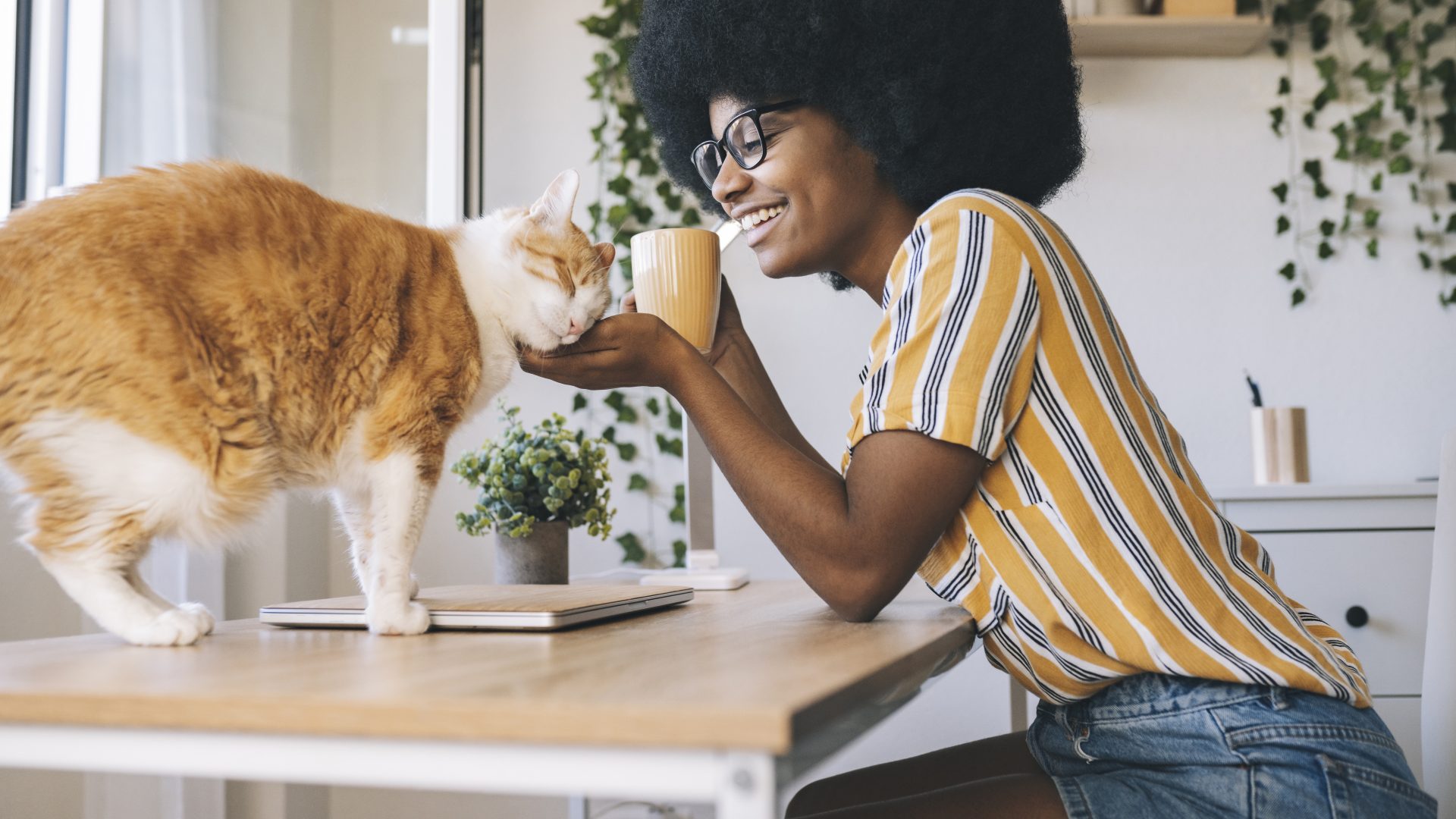 AKC Pet Insurance Review 2022: Pros and Cons - NerdWallet