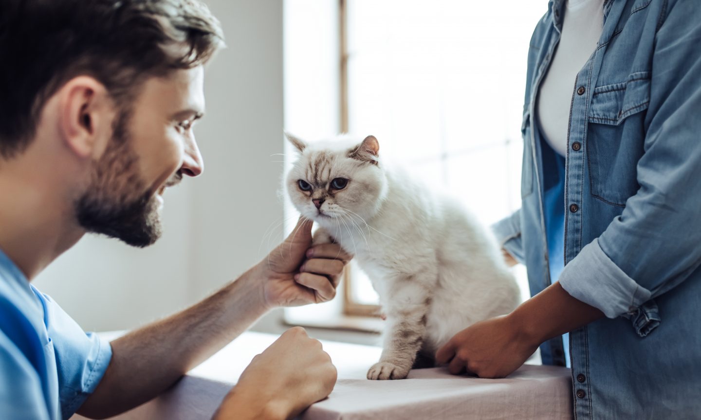 Figo Pet Insurance coverage Assessment 2022: Professionals and Cons – NerdWallet
