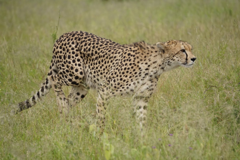 safari bookings south africa