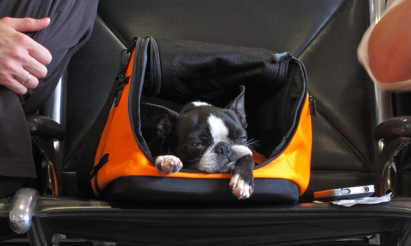 American Airways Pet Cargo: What to Know – NerdWallet