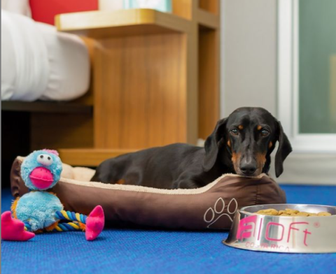Pet Friendly Hotels: Must Have Facilities