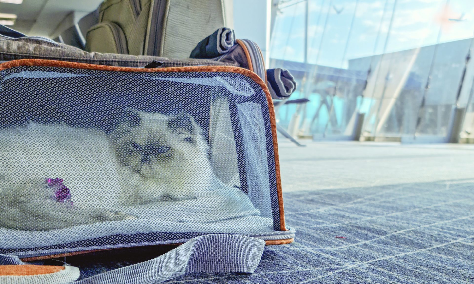 THE BEST CARRIERS FOR TRAVELLING BY PLANE WITH YOUR CAT