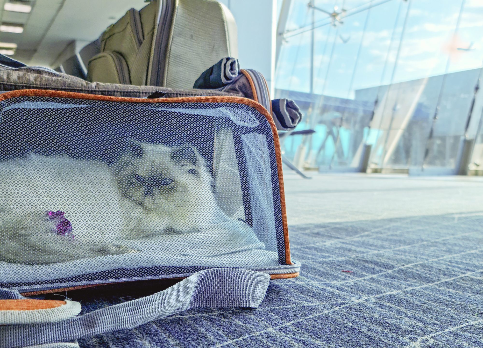 The Best 6 Large Cat Carriers for Your Big Cat 