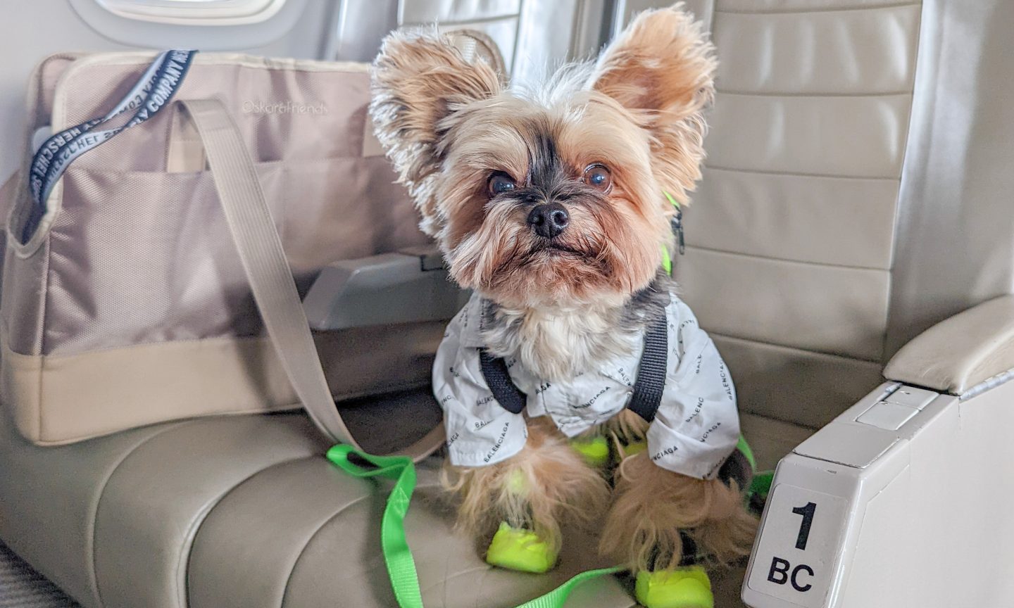 The Greatest Airline for Your Pet Might Be One You By no means Heard Of – NerdWallet