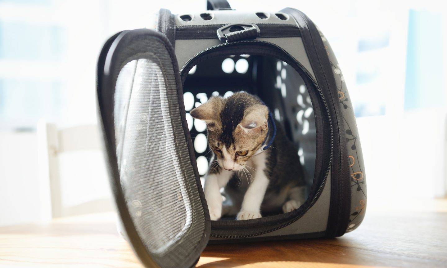 The 6 Best Airline-Approved Pet Carriers of 2023, Tested and Reviewed