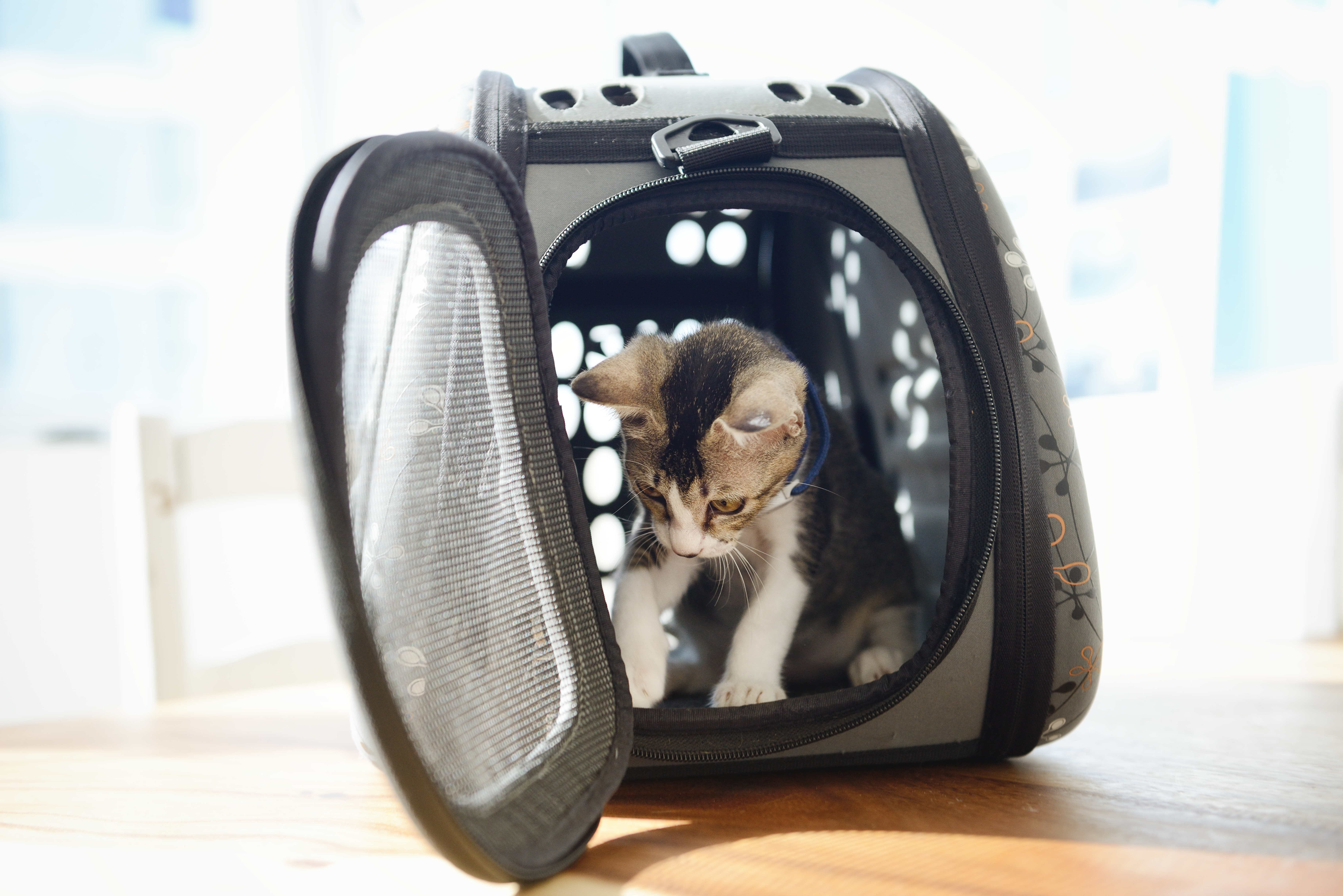 The Benefits of Having a Pet Carrier for your Dog