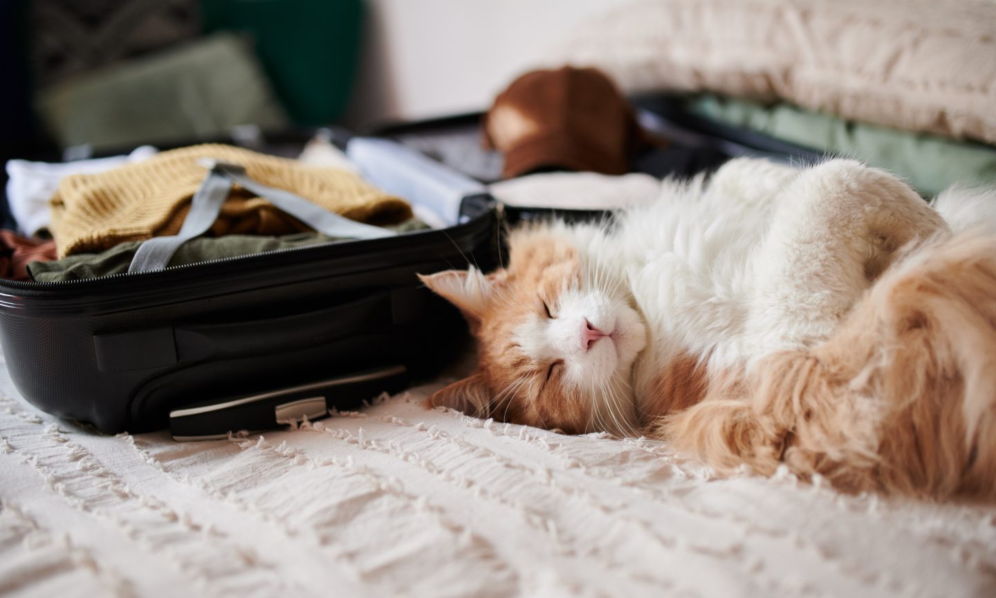 JetBlue Pet Coverage: What You Have to Know – NerdWallet