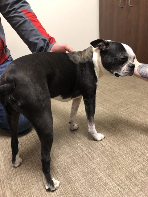 Buddha at the vet. (Photo courtesy Mallory Bartels)