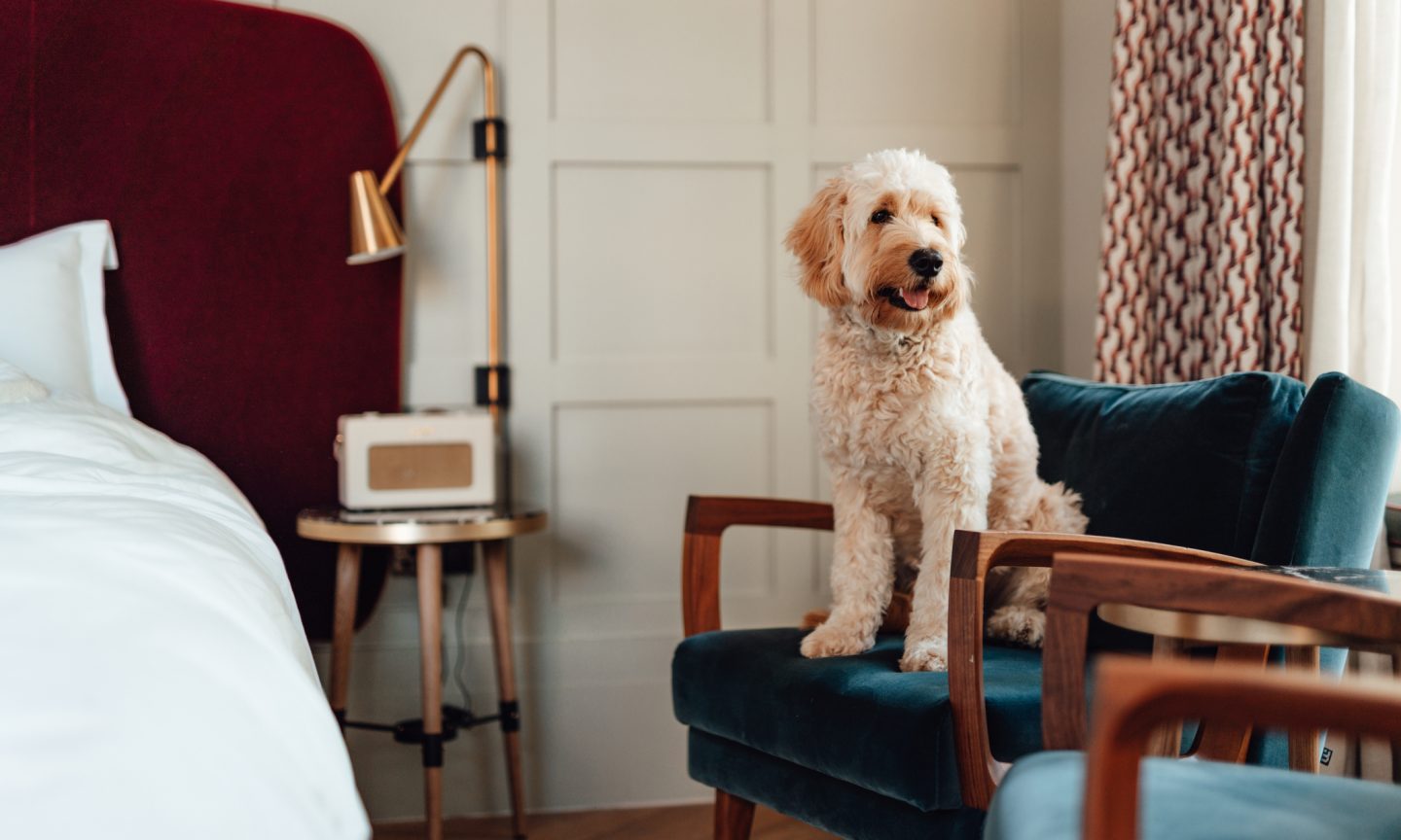 Is Marriott Pet-Pleasant? What to Know – NerdWallet