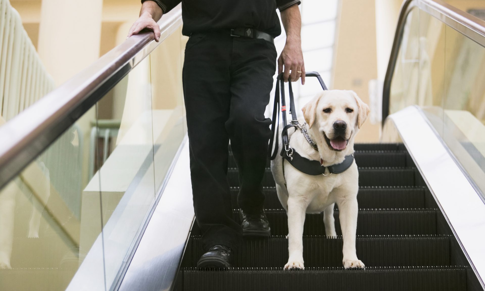 How to Fly United Airlines With a Service Dog - NerdWallet