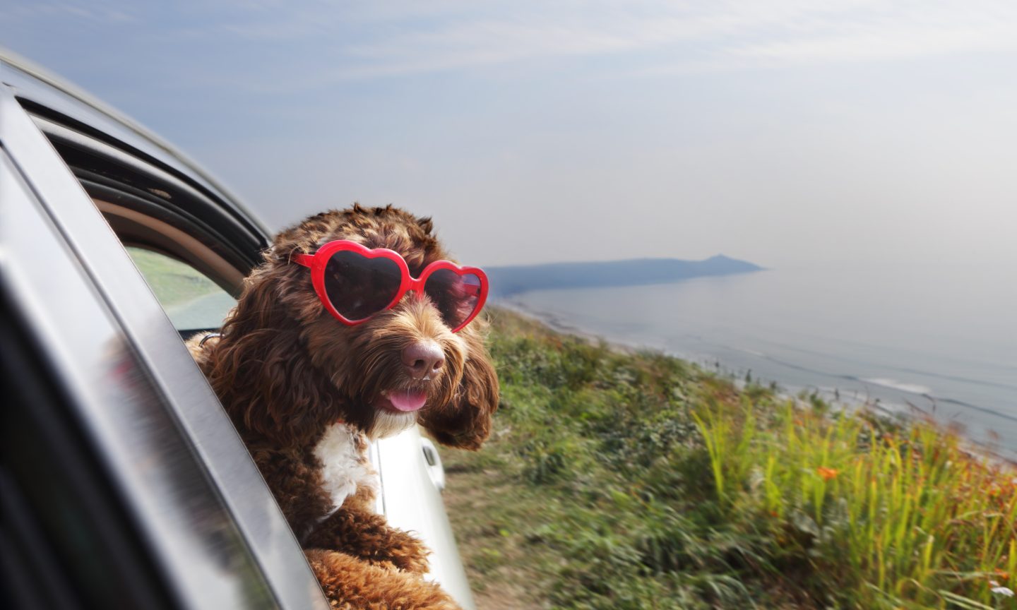 Hawaiian Airlines Pet Policy What to Know NerdWallet