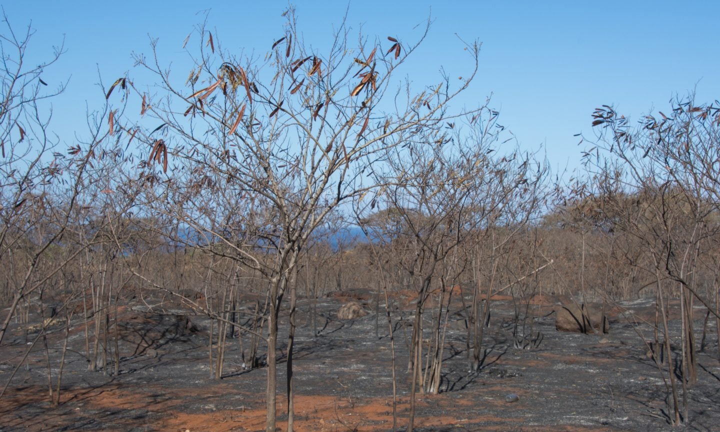 Journey to Maui Discouraged Amid Hawaii Wildfires – NerdWallet