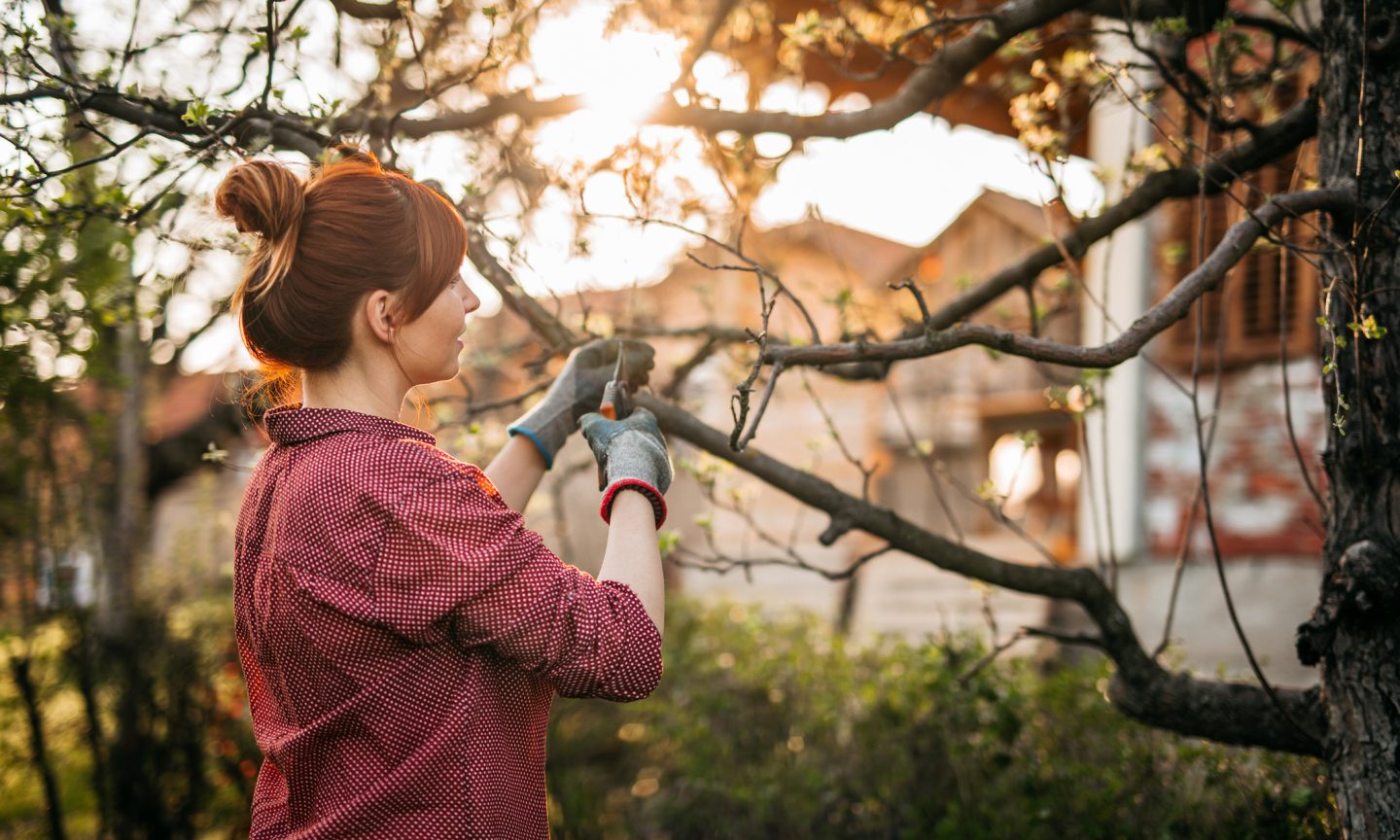 Does Owners Insurance coverage Cowl Tree Elimination? – NerdWallet